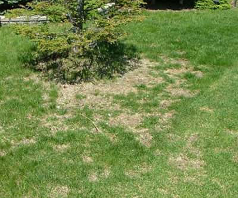Chinch bug damage on Burlington lawn