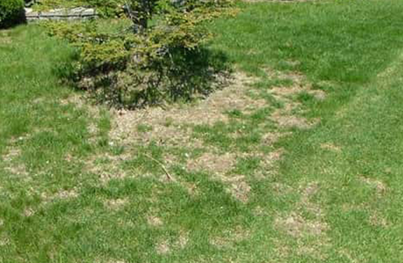 Chinch bug damage in Burlington