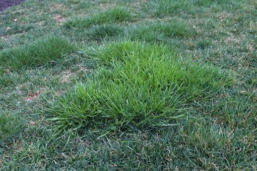 clumpy lawn