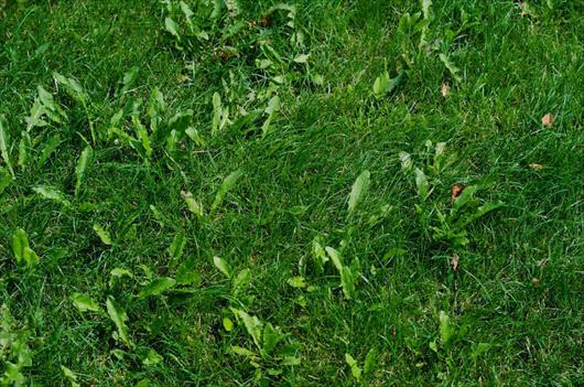 Weed Man Lawn Care Burlington, ON Weed Control