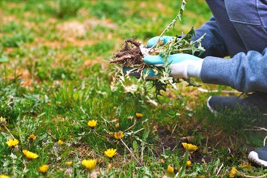 Pulling out Weeds